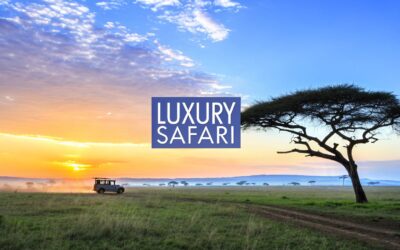 South Africa Safari: An Expert Guide to Luxury Journeys